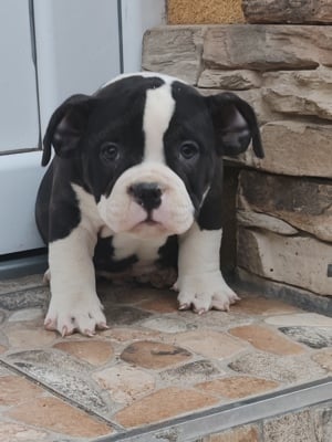 American bully kiskutyák  - kép 3