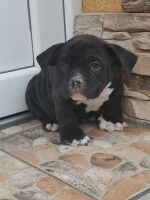 American bully kiskutyák  - kép 4