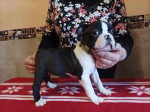 FCI törzskönyves boston terrier fiúk-lányok eladók - kép 3