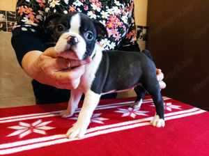 FCI törzskönyves boston terrier fiúk-lányok eladók - kép 2