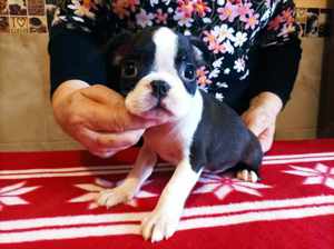 FCI törzskönyves boston terrier fiúk-lányok eladók - kép 4