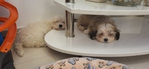 Eladó Bichon Havanese kisfiúk - kép 8