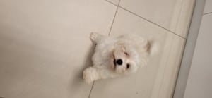 Eladó Bichon Havanese kisfiúk - kép 6