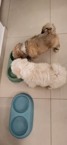 Eladó Bichon Havanese kisfiúk - kép 7