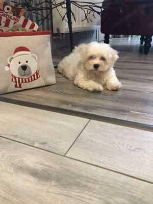 Eladó Bichon Havanese kisfiúk - kép 3