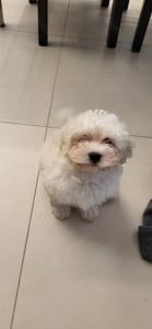 Eladó Bichon Havanese kisfiúk - kép 10