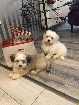 Eladó Bichon Havanese kisfiúk