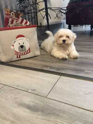 Eladó Bichon Havanese kisfiúk - kép 4