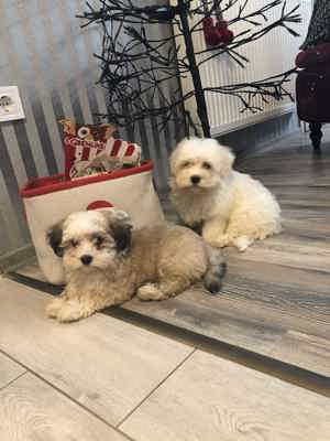 Eladó Bichon Havanese kisfiúk - kép 5