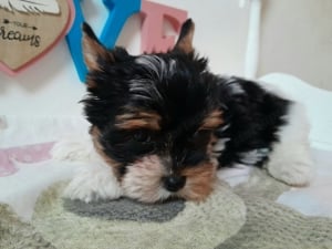 Gyönyörű szép Biewer Yorkshire terrier kisfiú (yorki) - kép 4