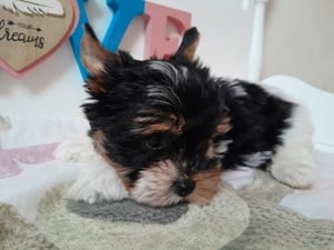 Gyönyörű szép Biewer Yorkshire terrier kisfiú (yorki) - kép 5