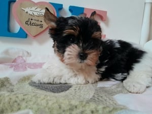 Gyönyörű szép Biewer Yorkshire terrier kisfiú (yorki) - kép 3