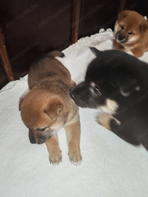 Shiba inu kiskutya eladó! - kép 5