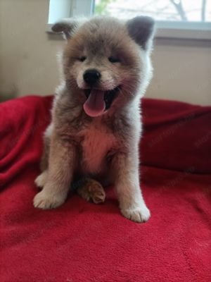 Japán Akita inu  - kép 5