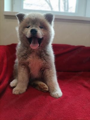 Japán Akita inu  - kép 4