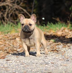 Törzskönyves francia bulldog - kép 2