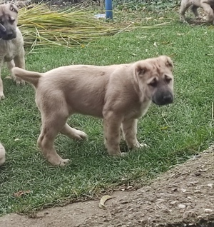 Eladó kangal kiskutyák - kép 4