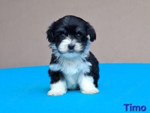 Bichon havanese kiskutyák törzskönyvezhetőek - kép 5