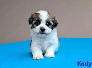 Bichon havanese kiskutyák törzskönyvezhetőek - kép 3