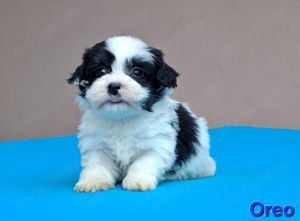 Bichon havanese kiskutyák törzskönyvezhetőek - kép 7