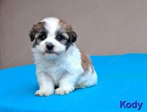 Bichon havanese kiskutyák törzskönyvezhetőek - kép 4