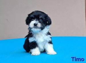 Bichon havanese kiskutyák törzskönyvezhetőek - kép 6