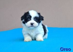 Bichon havanese kiskutyák törzskönyvezhetőek - kép 8