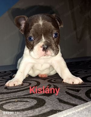 Francia Bulldog jellegű ajándék kiskutyák - kép 3