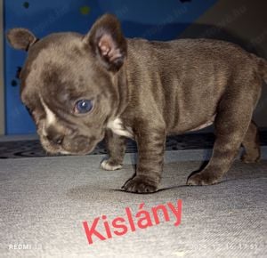 Francia Bulldog jellegű ajándék kiskutyák - kép 2