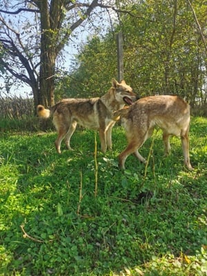 Törzskönyves szülőktől Cseh Szlovák Farkas kölykök - kép 9