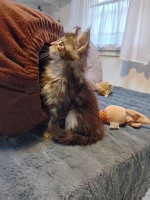 Maine Coon kiscicák