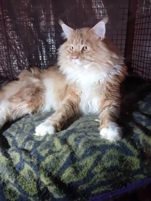 Maine Coon kiscicák - kép 10