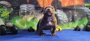 Eladó American bully micro kölykök! - kép 5