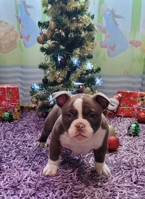 Eladó American bully micro kölykök! - kép 6