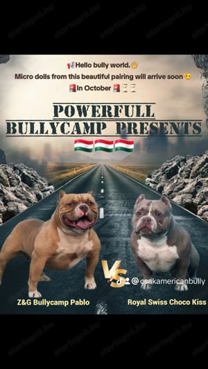 Eladó American bully micro kölykök! - kép 7