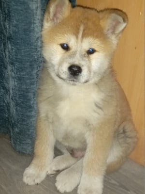 Japán akita inu szuka kölyök kutya eladó