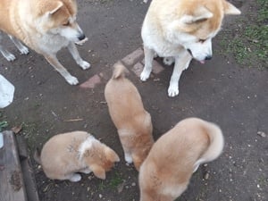 Japán akita inu szuka kölyök kutya eladó - kép 2