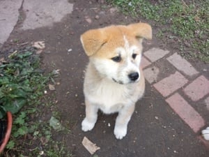 Japán akita inu szuka kölyök kutya eladó - kép 3