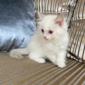 Ragdoll lila bicolor cicák  - kép 6