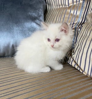 Ragdoll lila bicolor cicák  - kép 7