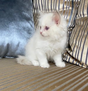 Ragdoll lila bicolor cicák  - kép 4