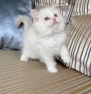 Ragdoll lila bicolor cicák  - kép 2