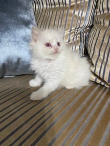 Ragdoll lila bicolor cicák  - kép 15