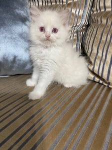 Ragdoll lila bicolor cicák  - kép 14