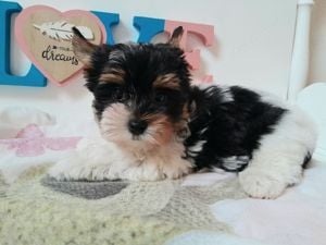 Gyönyörű szép Biewer Yorkshire terrier kisfiú (yorki)