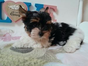 Gyönyörű szép Biewer Yorkshire terrier kisfiú (yorki) - kép 2