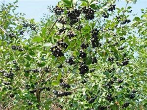 Értékesítése Aronia Gyümölcsök (Aronia Berries) ömlesztve a gyártótól a legjobb áron - kép 3