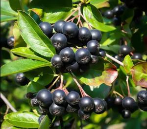 Értékesítése Aronia Gyümölcsök (Aronia Berries) ömlesztve a gyártótól a legjobb áron - kép 6