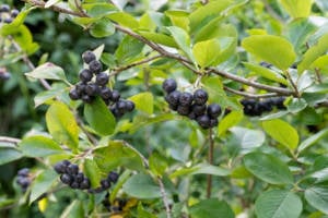 Értékesítése Aronia Gyümölcsök (Aronia Berries) ömlesztve a gyártótól a legjobb áron - kép 5