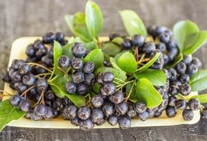 Értékesítése Aronia Gyümölcsök (Aronia Berries) ömlesztve a gyártótól a legjobb áron - kép 4